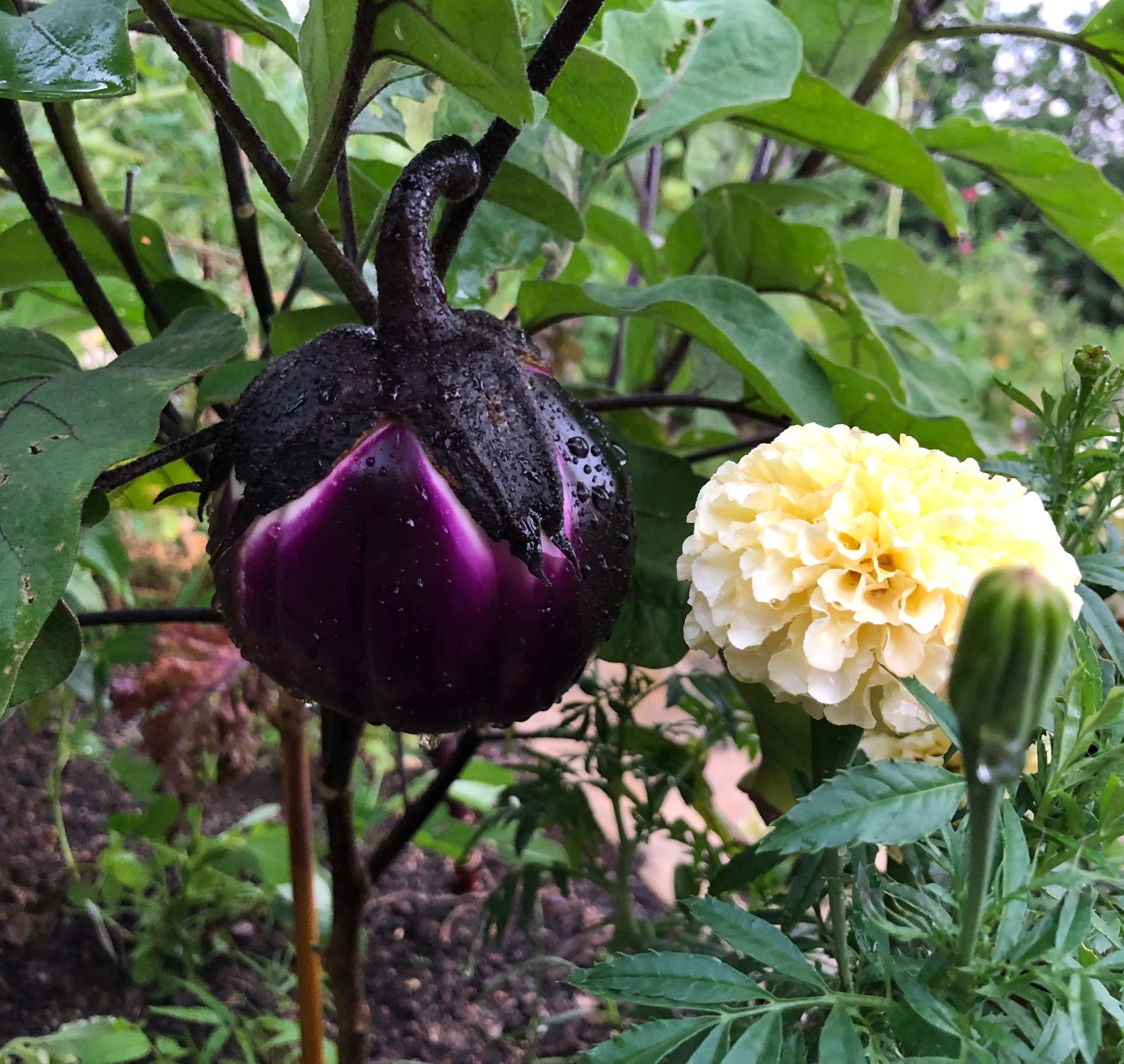 茄子、紫陽花